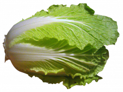 Napa Cabbage PNG Image - PurePNG | Free transparent CC0 PNG Image ...