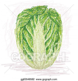 Vector Stock - Napa cabbage. Clipart Illustration gg63548582 - GoGraph