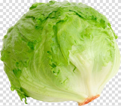 Green cabbage, Iceberg lettuce Romaine lettuce BLT Red leaf ...