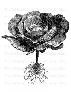 Cabbage Printable Botanical Vegetable Garden Vintage Clip Art ...
