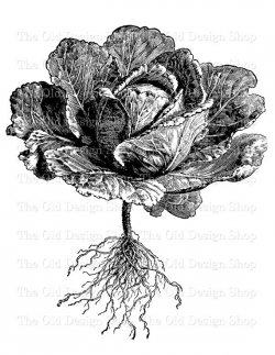 Cabbage Vintage Clip Art Printable Botanical Vegetable Garden ...