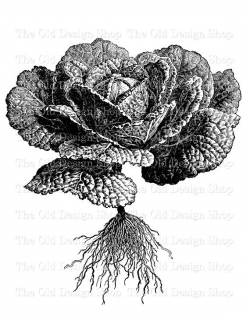 Savoy Cabbage Botanical Clip Art Vintage Vegetable Garden Printable ...