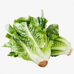 Romaine Lettuce, Vegetable Salad, Green, Fresh Vegetables PNG Image ...