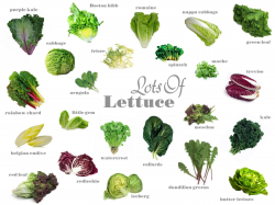 Know Your Produce? Lettuce Varieties | Green lettuce, Lettuce and ...