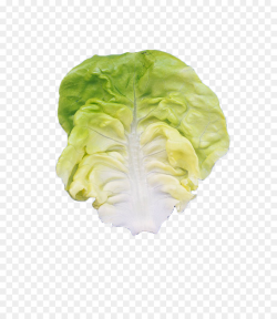 Romaine lettuce Leaf vegetable - Fresh leaves png download - 826 ...