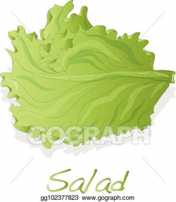 Vector Art - Fresh green lettuce salad leaves. Clipart ...
