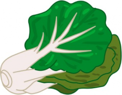 Free Cabbage Cliparts, Download Free Clip Art, Free Clip Art on ...