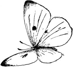White Butterfly Drawing at GetDrawings.com | Free for personal use ...