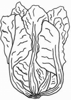 Cabbage Drawing at GetDrawings.com | Free for personal use Cabbage ...