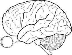 Brain clipart sketch - Pencil and in color brain clipart sketch