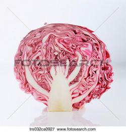 Cabbage Clipart Red Object