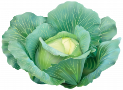 Cabbage Clipart Image | Gallery Yopriceville - High-Quality Images ...