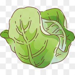 Cabbage Vector PNG Images | Vectors and PSD Files | Free Download on ...