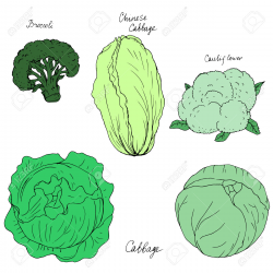 Cauliflower clipart cabbage - Pencil and in color cauliflower ...