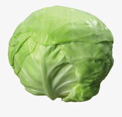 Cabbage Clipart Transparent Background #658881 - Free ...