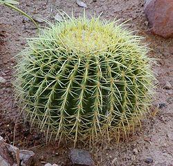 Barrel cactus - Wikipedia
