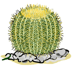 Full Version of Barrel Cactus Clipart