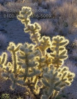 cholla cactus clipart images and stock photos | Acclaim Images