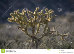 Mojave Desert Cactus Clipart