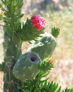 Learn about Nature | Cholla Cactus - Learn about Nature