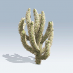 Cholla cactus clipart - Clipground