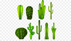 Cactaceae Clip art - cactus png download - 529*507 - Free ...