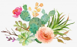 Fleshy Cactus Flowers, Green Cactus Bloom, Pink Flowers PNG Image ...