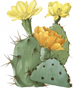 Opuntia laevis (Spineless Prickly Pear, Tulip Pricklypear) | tattoos ...