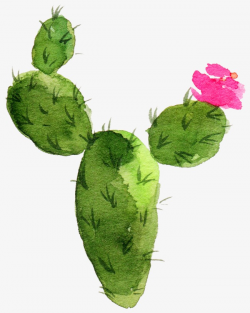 Flowering Cactus, Watercolor Painted Cactus, Prickly Pear PNG Image ...