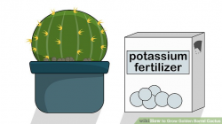 3 Ways to Grow Golden Barrel Cactus - wikiHow