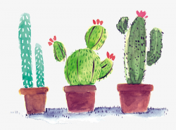 Watercolor Cactus, Hand Painted Cactus, Watercolor, Hand Painted PNG ...