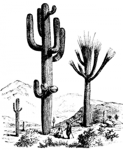 Saguaro Cactus Drawing at GetDrawings.com | Free for personal use ...