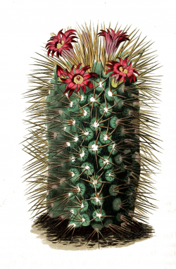 Vintage Botanical Print - Cactus | Vintage Illustrations and Clipart ...