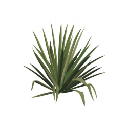 Yucca spp. (Yucca) - Trees/Shrubs/Vines - Vector... ❤ liked on ...
