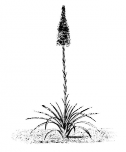 Aloe black and white clip art image
