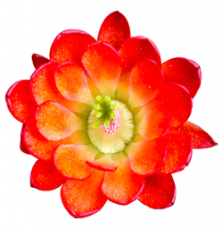 Cactus flower png