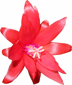 Red Cactus Flower by Thy-Darkest-Hour on DeviantArt