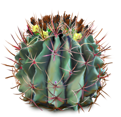 10 Free Plants & Flowers PNG Images- at Dzzyn.com - Barrel Cactus ...