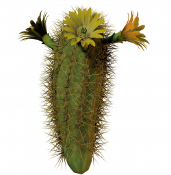 cactus flower tall by equi-vampire-stock on DeviantArt