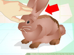 How to Make Your Bunny Come to You when You Open the Cage