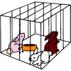 28+ Collection of Rabbit In A Cage Clipart | High quality, free ...