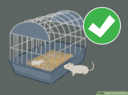 3 Ways to Breed Mice - wikiHow