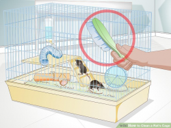 How to Clean a Rat's Cage (with Pictures) - wikiHow
