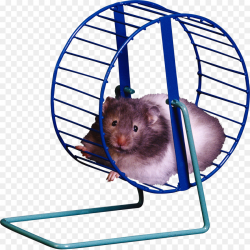 Hamster wheel Hamster cage Clip art - cage png download - 2671*2664 ...