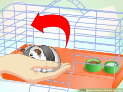 How to Clean a Guinea Pig Cage - Teachpedia