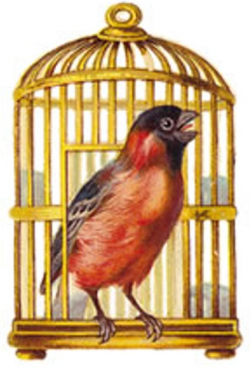 120 best cage images on Pinterest | Bird cage, Bird cages and Birdhouse