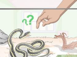 How to Tame Snakes (with Pictures) - wikiHow