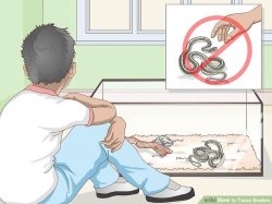 How to Tame Snakes (with Pictures) - wikiHow