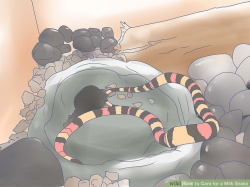 How to Care for a Milk Snake: 12 Steps (with Pictures) - wikiHow