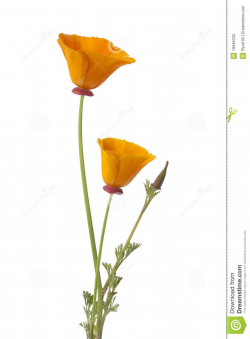 california poppy clipart - Google Search | Cac inspiration ...